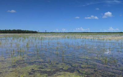 Policy Roundtable on upscaling Nature-based Solutions in Italy